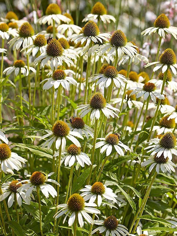  Purpurea White Swan