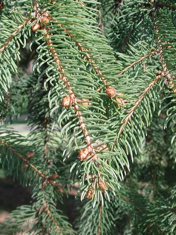    (Picea abies Excelsa)  40-60 , 3 , 4 