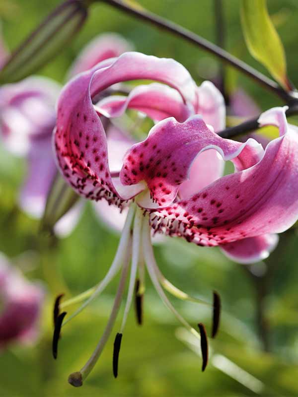  Speciosum Uchida  