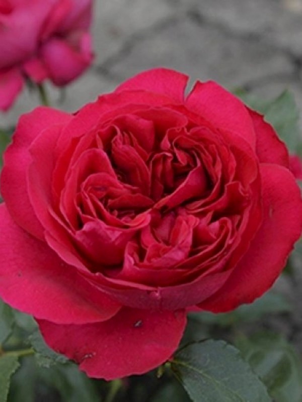      (Red Eden Rose)