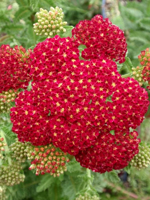  () Millefolium Red Velvet