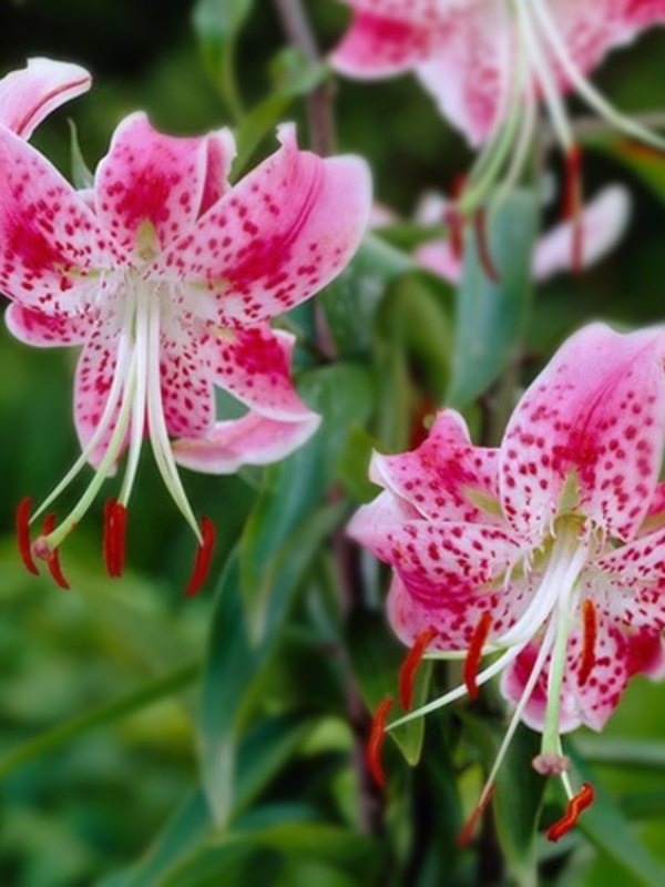   Speciosum Var Rubrum Uchida 14/16 (1 ) 