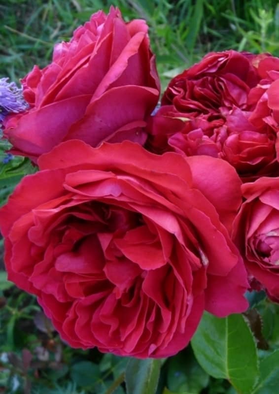      (Red Eden Rose) 