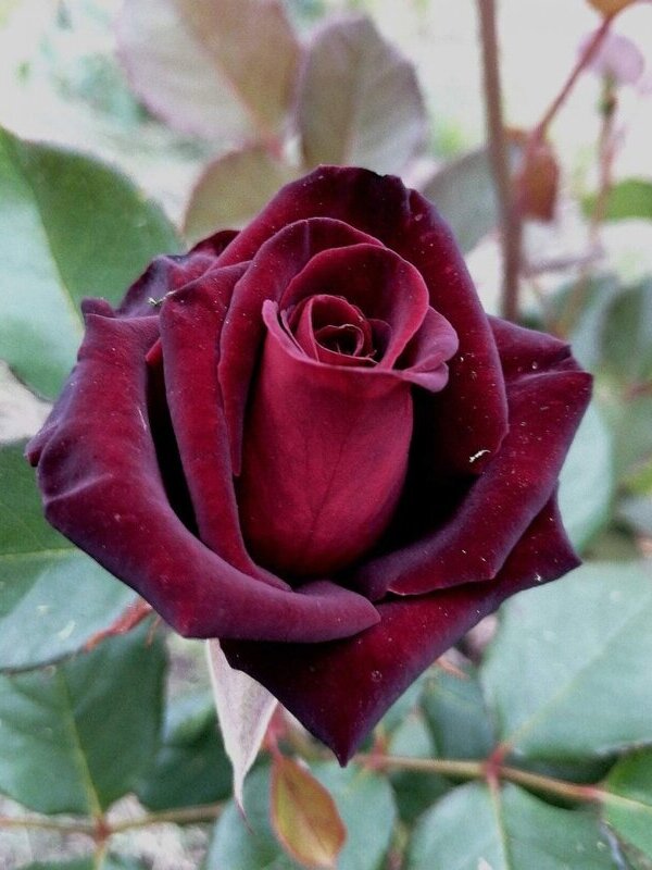  -   (Black Baccara) 4 