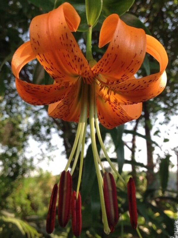 ˳ Speciosum Henryi ( ) 16/18 (1 )