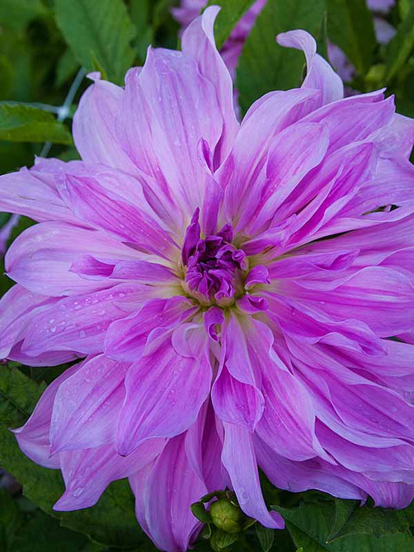  Lavender Ruffles 