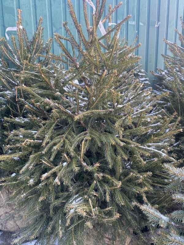    (Picea abies Excelsa)  40-60 , 3 , 4 