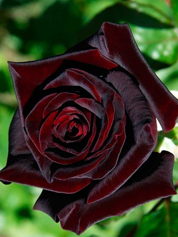  -   (Black Baccara)