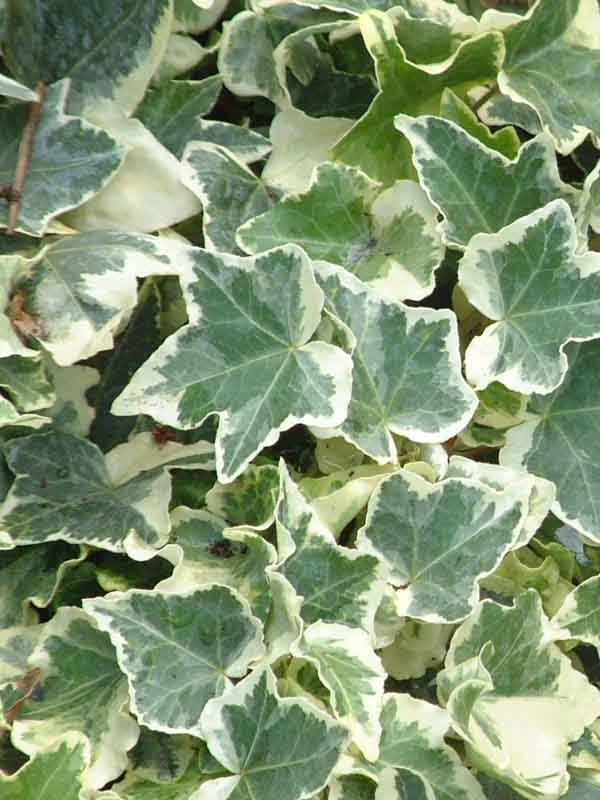  Variegata 1