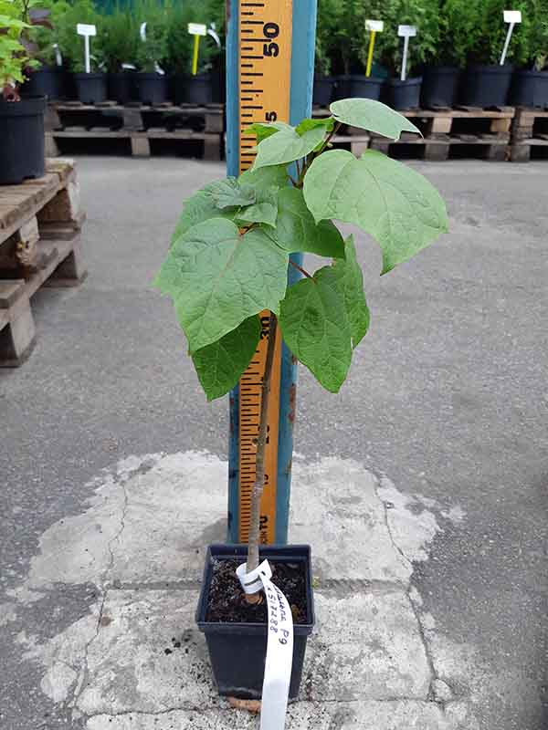    (Catalpa bignonioides) 9