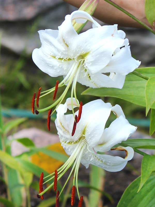  Speciosum Album  