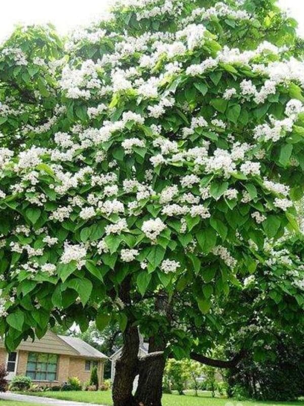    (Catalpa bignonioides) 25