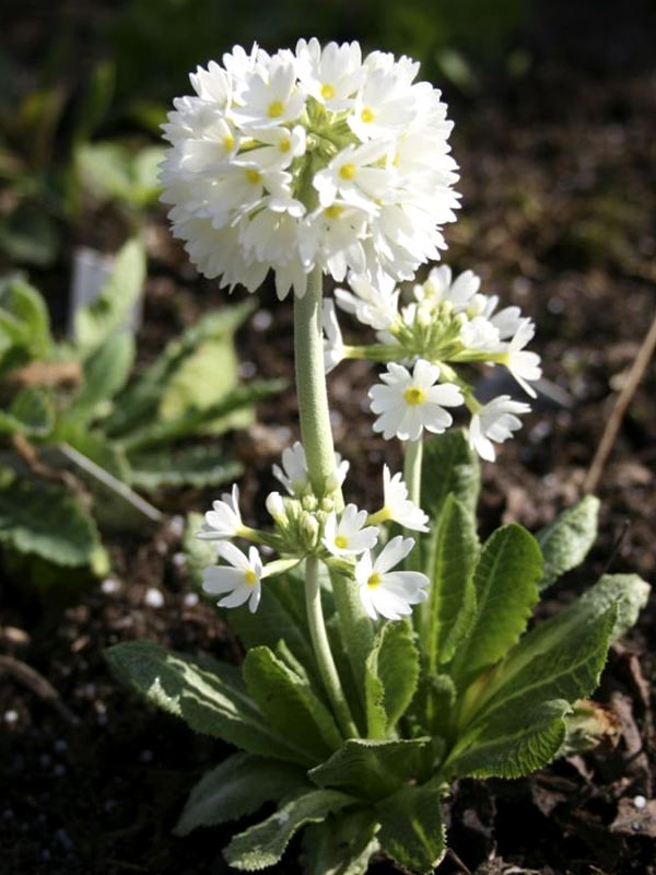  Denticulata alba 