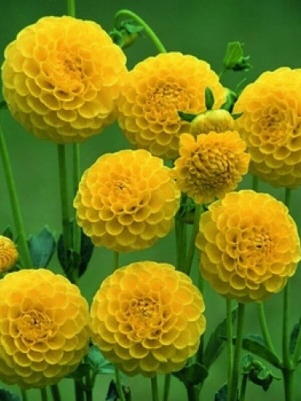  Deepest Yellow 