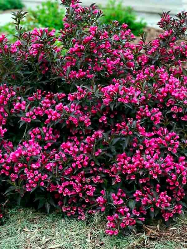   (Weigela Purpurea)