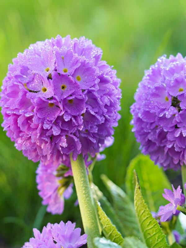  Denticulata lilac 