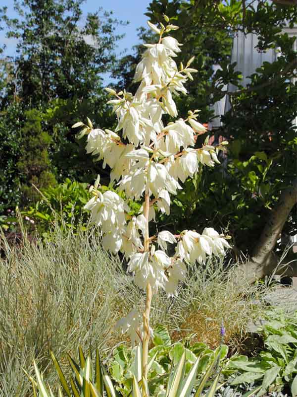  (Yucca)