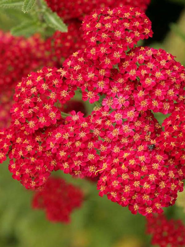  () Millefolium Red Velvet 