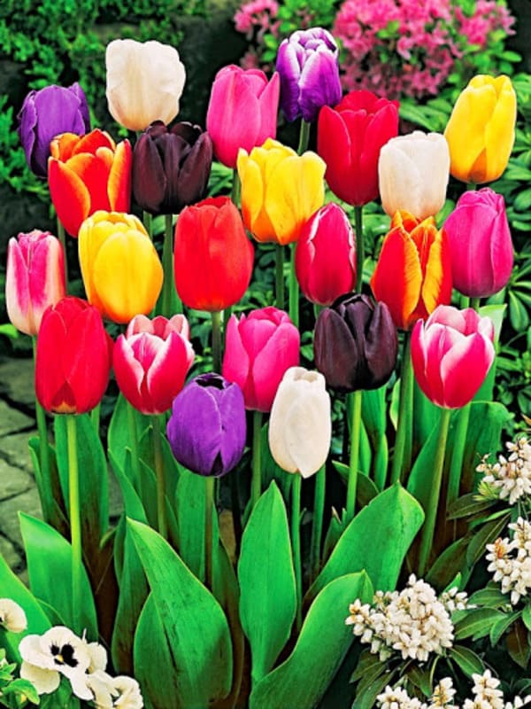  Tulipa Mix  (10 )