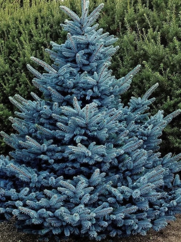   (Picea pungens Glauca) 7,5