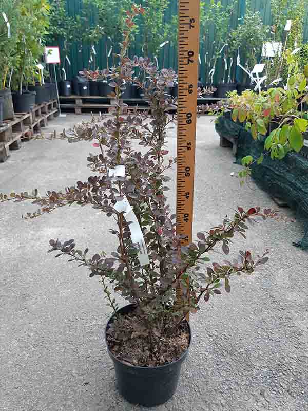   Atropurpurea C3