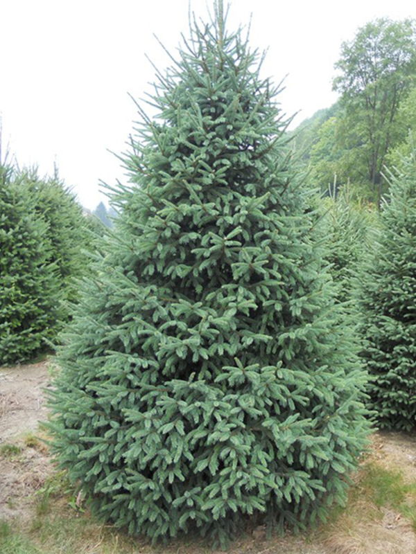   (Picea glauca) 7,5