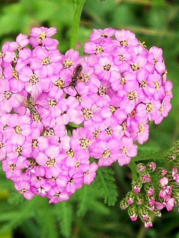  () Millefolium Lilac Beauty