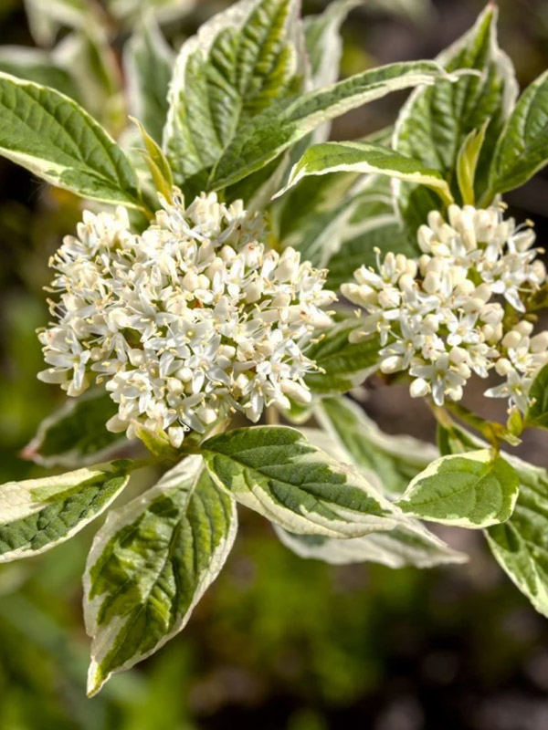   Sibirica Variegata 3