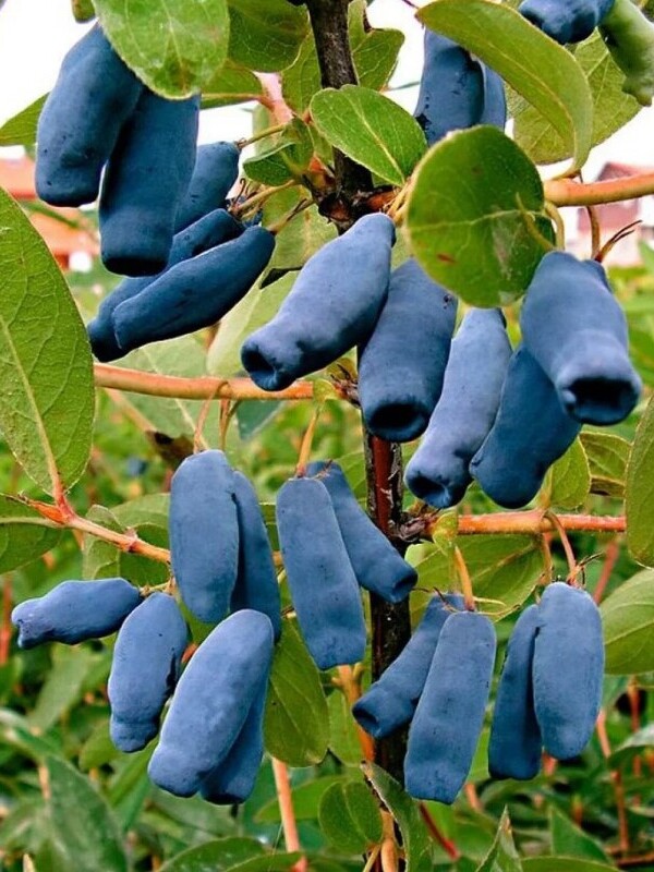      (Blue Banana) 