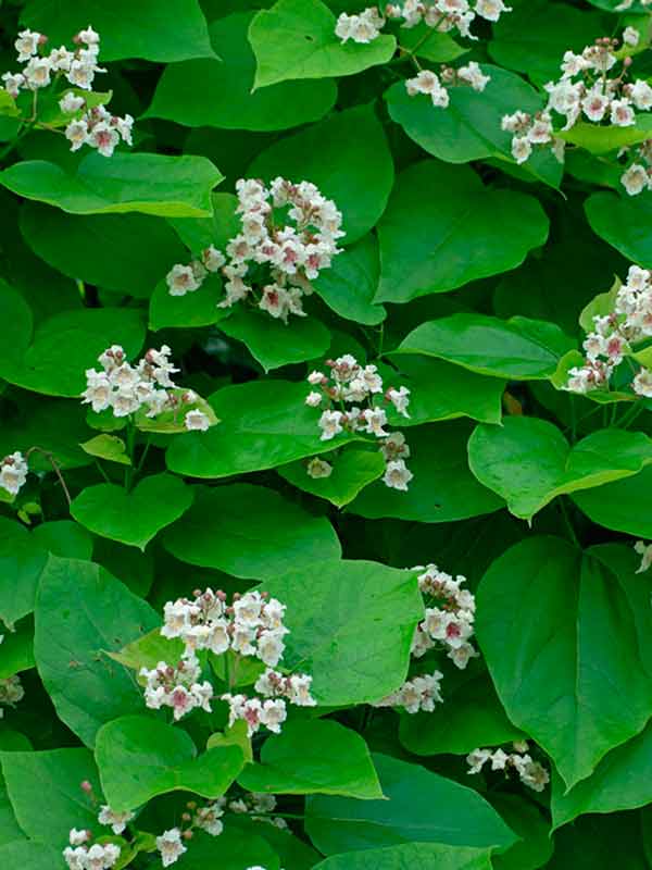    (Catalpa bignonioides) 10