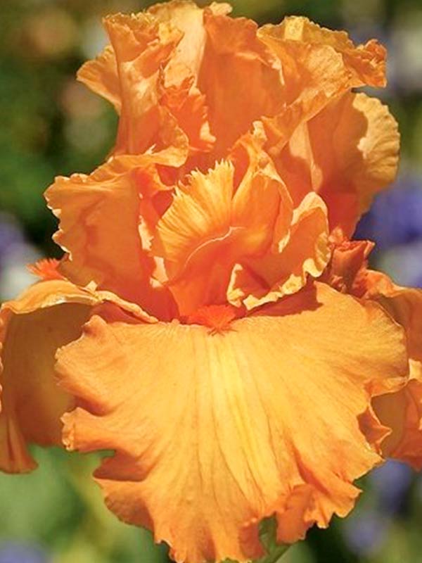  germanica Apricot Silk 