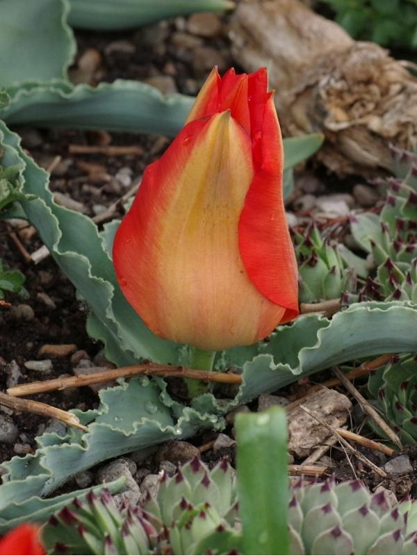   Tangerine Beauty 10/11 