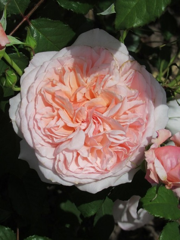      (Rose de Tolbiac)