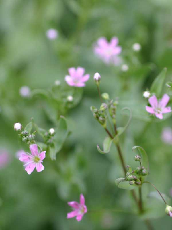 ó Paniculata pink (1 )