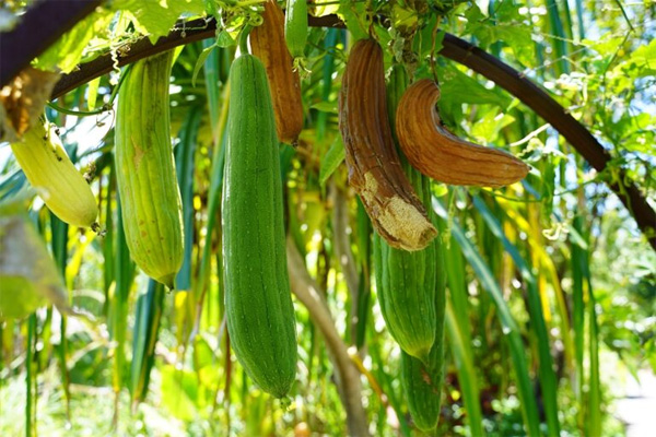 luffa.jpg