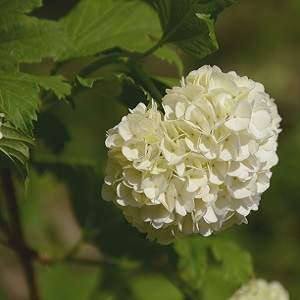 boule neige.jpg