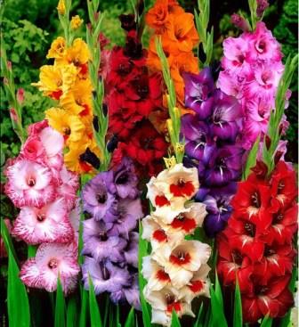 gladiolusy.jpg