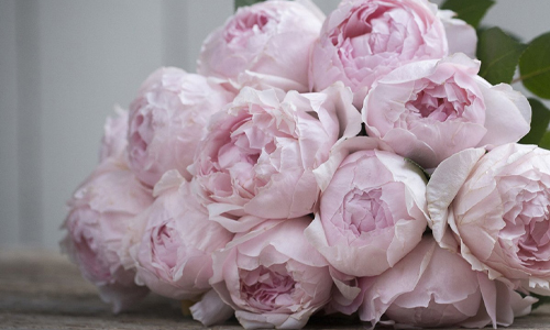  Peony Pink.jpg