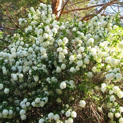 boule de neige roseum.jpg