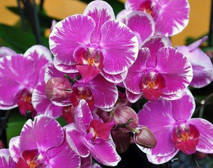 phalaenopsis.jpg