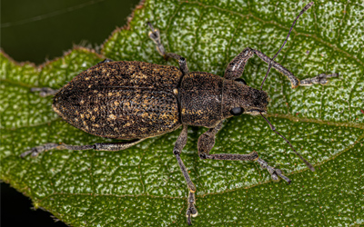 adult-broadnosed-weevil1.jpg