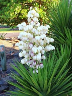  (Yucca)