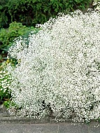  Paniculata white (1 )