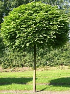    (Catalpa bignonioides) 25