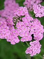  () Millefolium Lilac Beauty