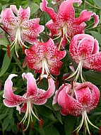  Speciosum Rubrum  