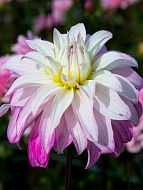  Pink Petticoat  