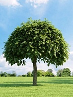    (Catalpa bignonioides) C10