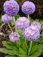  Denticulata lilac