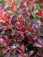   Atropurpurea C3